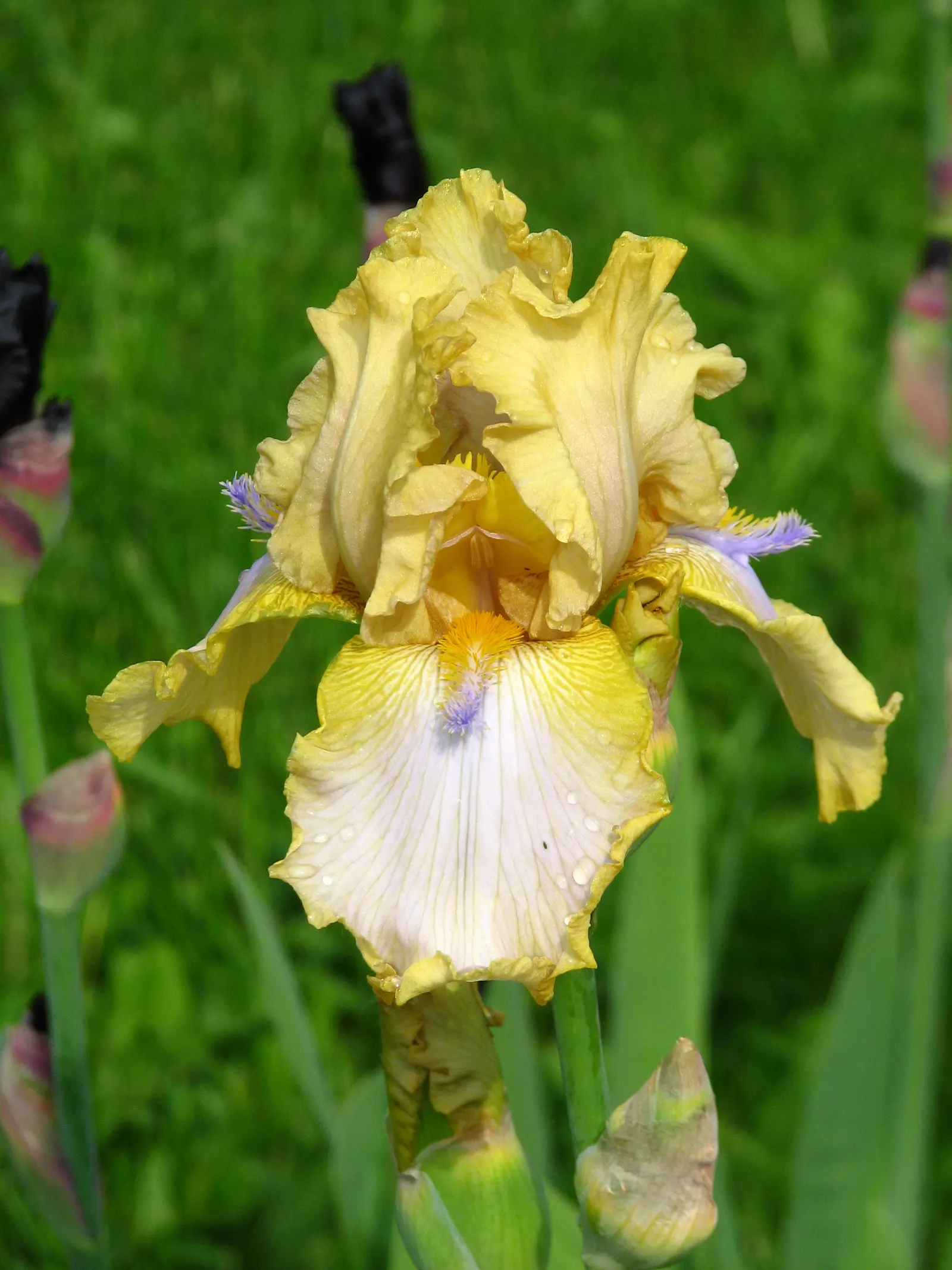 Bearded Iris (Iris X Germanica Hybrids) — They prefer a well-draining soil, ideally with a neutral to slightly acidic pH, image 104