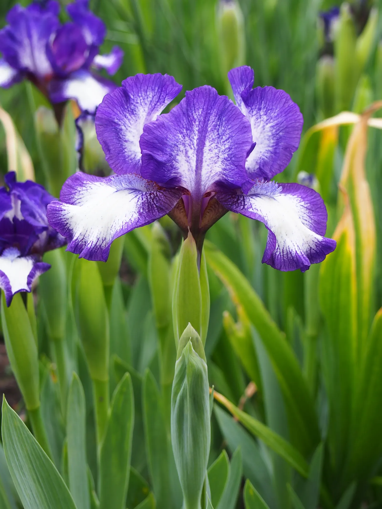 Bearded Iris (Iris X Germanica Hybrids) — perennial for full or half; bearded Irises are an outstanding addition to a garden where form and, image 92