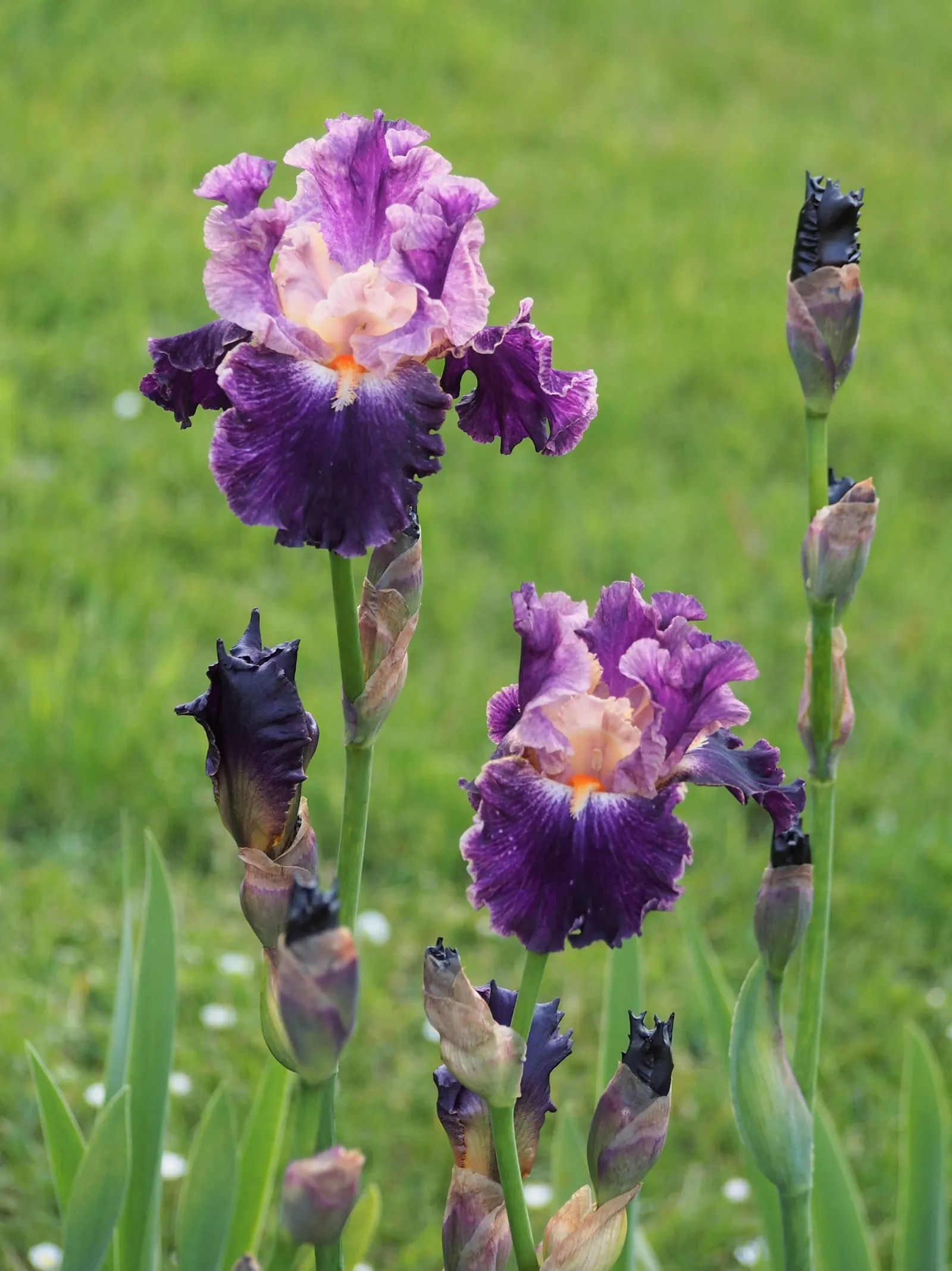 Bearded Iris (Iris X Germanica Hybrids) — Available in a wide color palette, they thrive in full sun to partial shade in well-drained soil, image 143