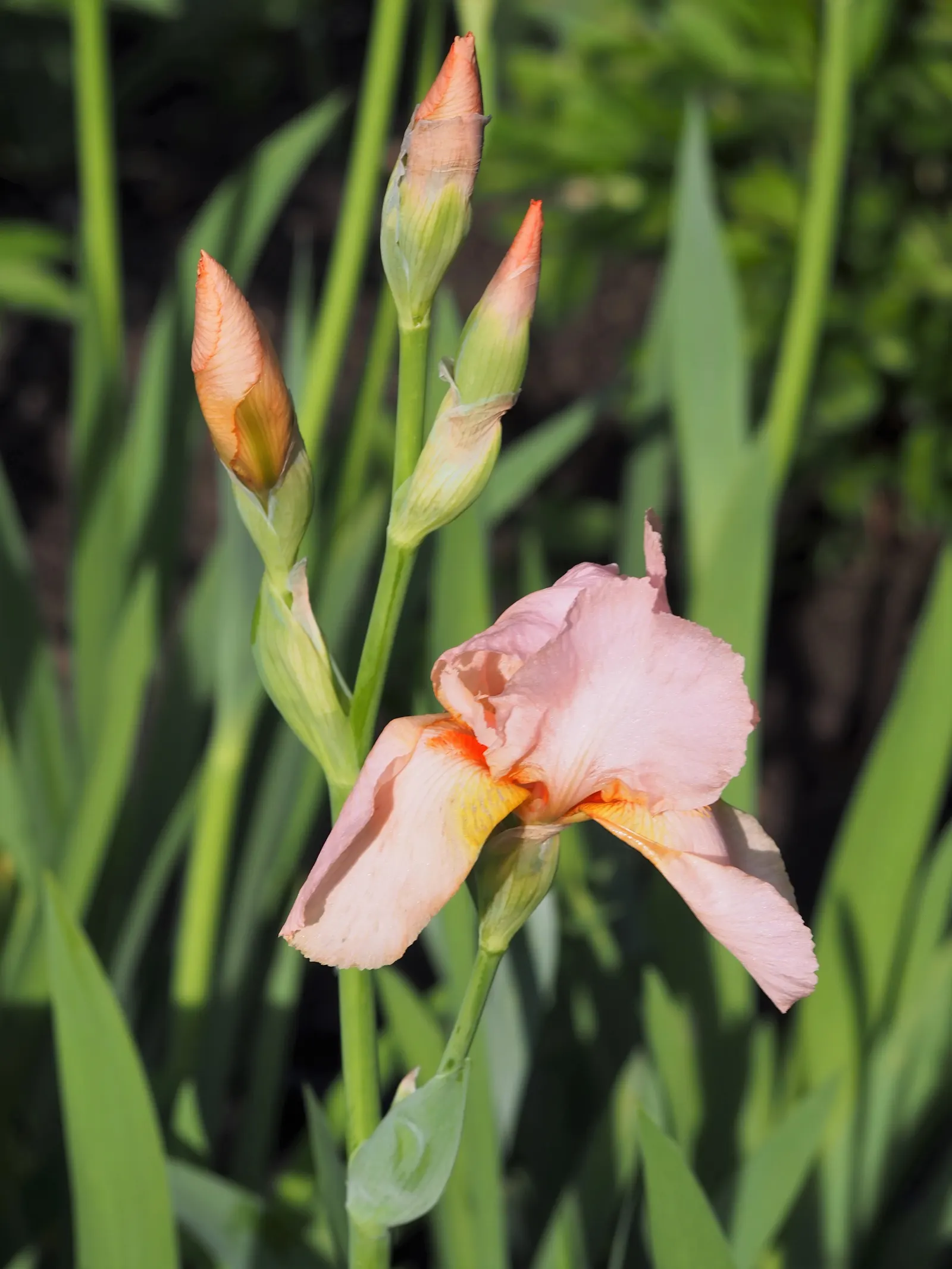 Bearded Iris (Iris X Germanica Hybrids) — They prefer a well-draining soil, ideally with a neutral to slightly acidic pH, image 35