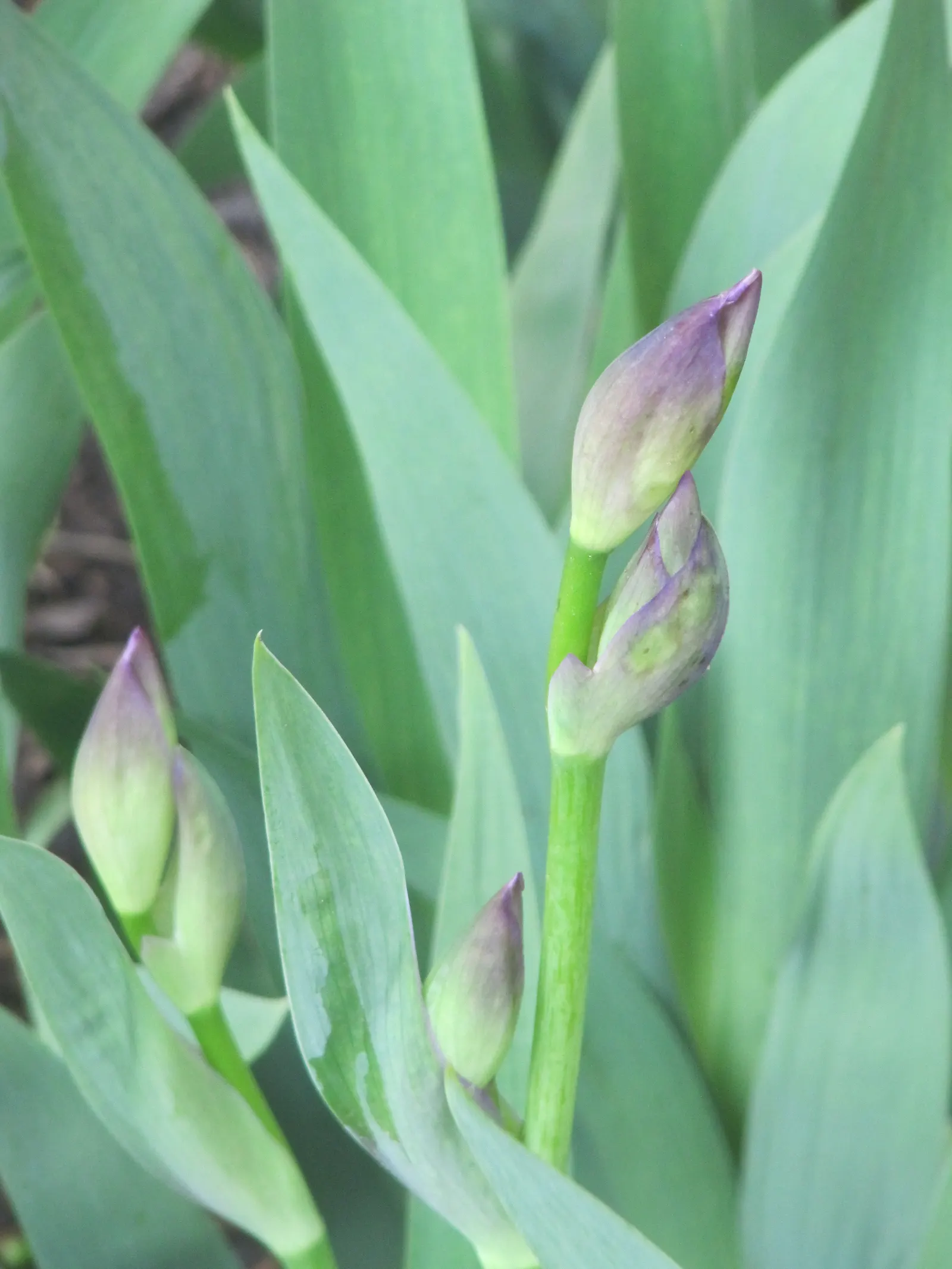 Bearded Iris (Iris X Germanica Hybrids) — perennial with yellow blooms; growing to heights of roughly 18 to 36 inches with a spread up to 24 inches, image 91