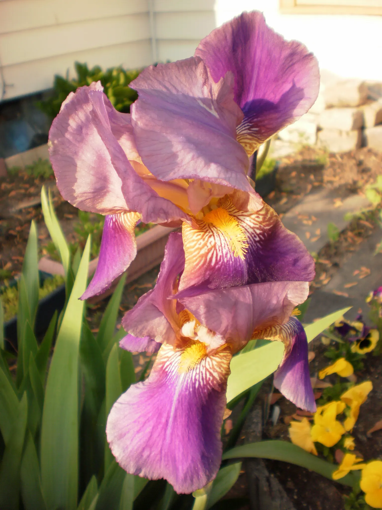 Bearded Iris (Iris X Germanica Hybrids) — scientifically known as Iris x germanica Hybrids; zones 3-9 are ideal for cultivation, image 192