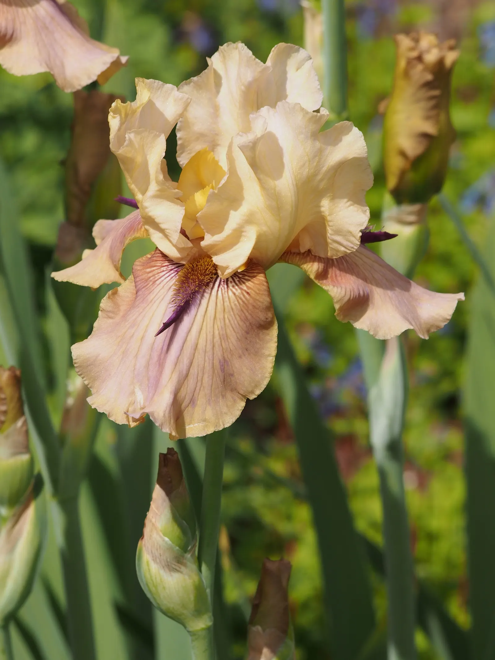 Bearded Iris (Iris X Germanica Hybrids) — transcending into whites and even bi-colors.<br><br>With a hardiness spanning USDA zones 3 through 10, image 193