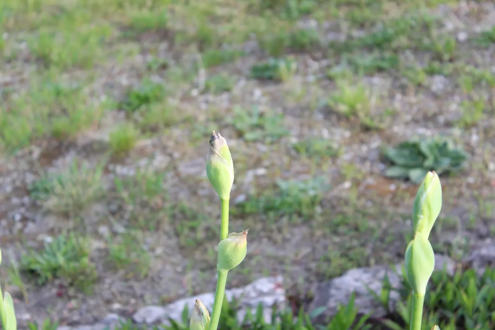 Bearded Iris (Iris X Germanica Hybrids) — the Bearded Iris flourishes in full sun exposure; yellow flowers in the garden, image 102
