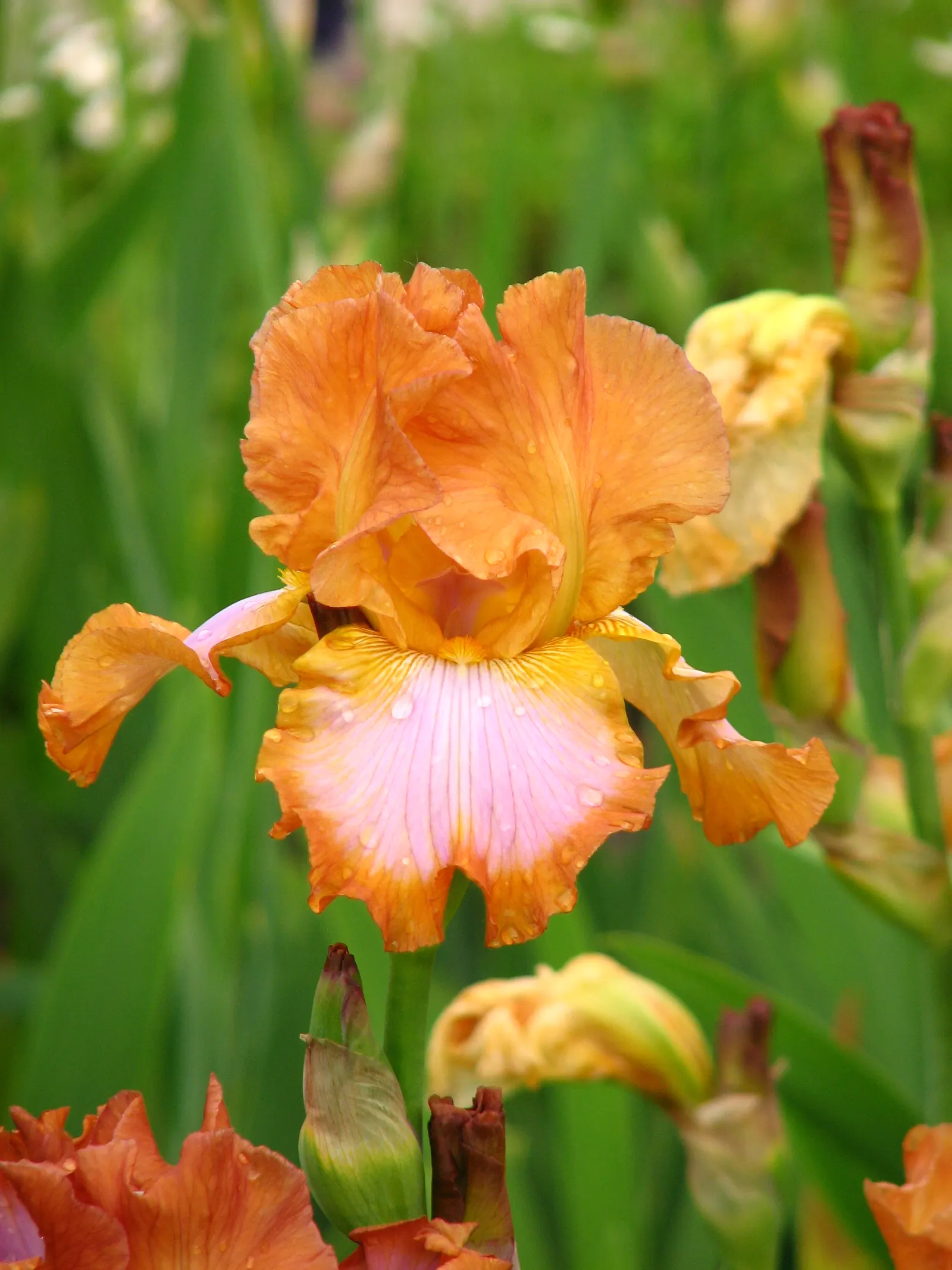 Bearded Iris (Iris X Germanica Hybrids) — known as "rebloomers."<br><br>When integrating into a landscape design; <br><br>Bearded Irises are also, image 180