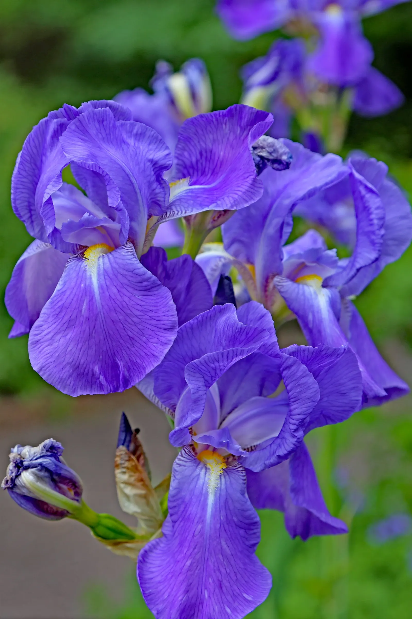 Bearded Iris (Iris X Germanica Hybrids) — Growing to heights of roughly 18 to 36 inches with a spread up to 24 inches; known as "rebloomers."<br><br>When