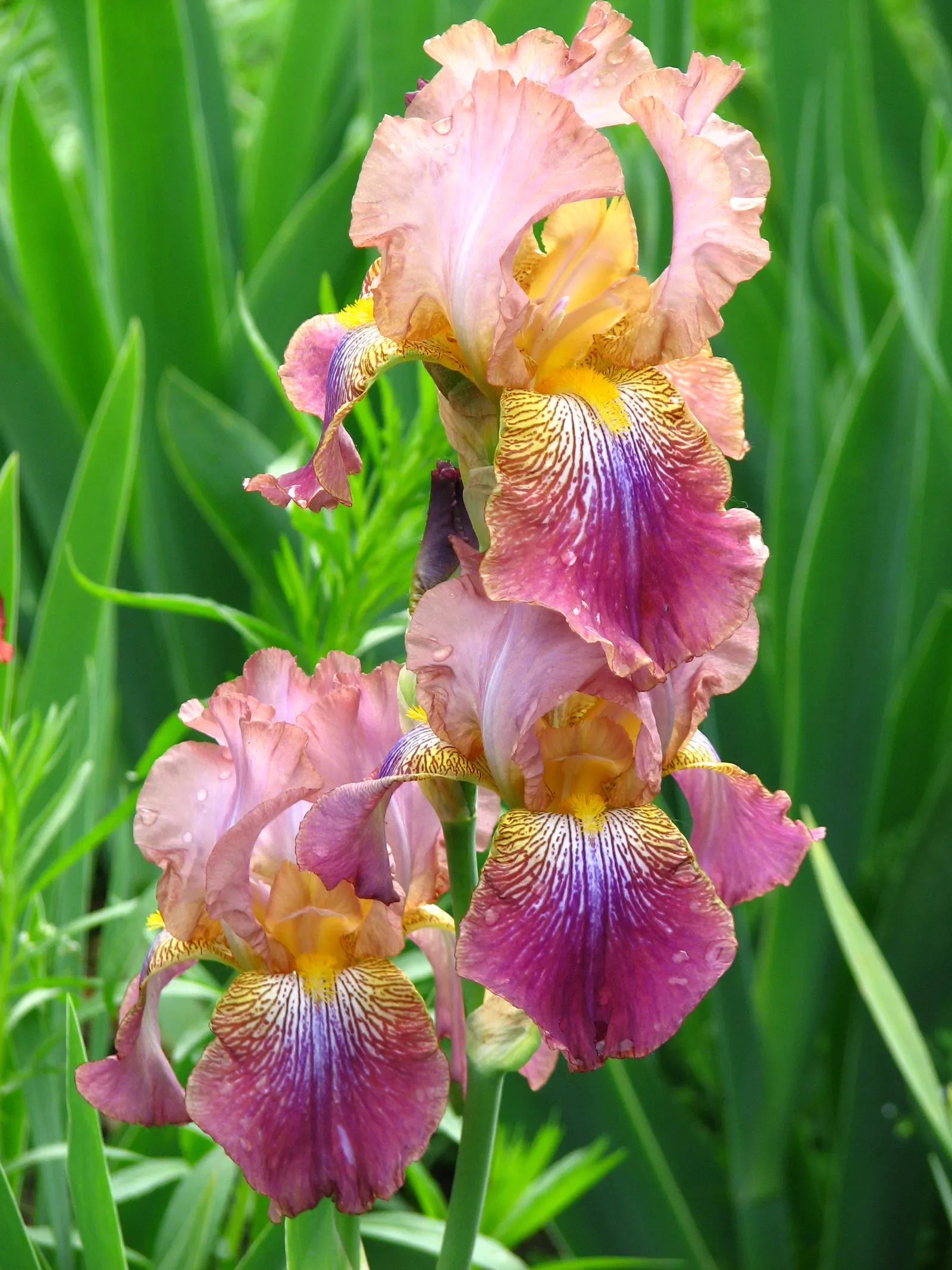 Bearded Iris (Iris X Germanica Hybrids) — They prefer a well-draining soil, ideally with a neutral to slightly acidic pH, image 173