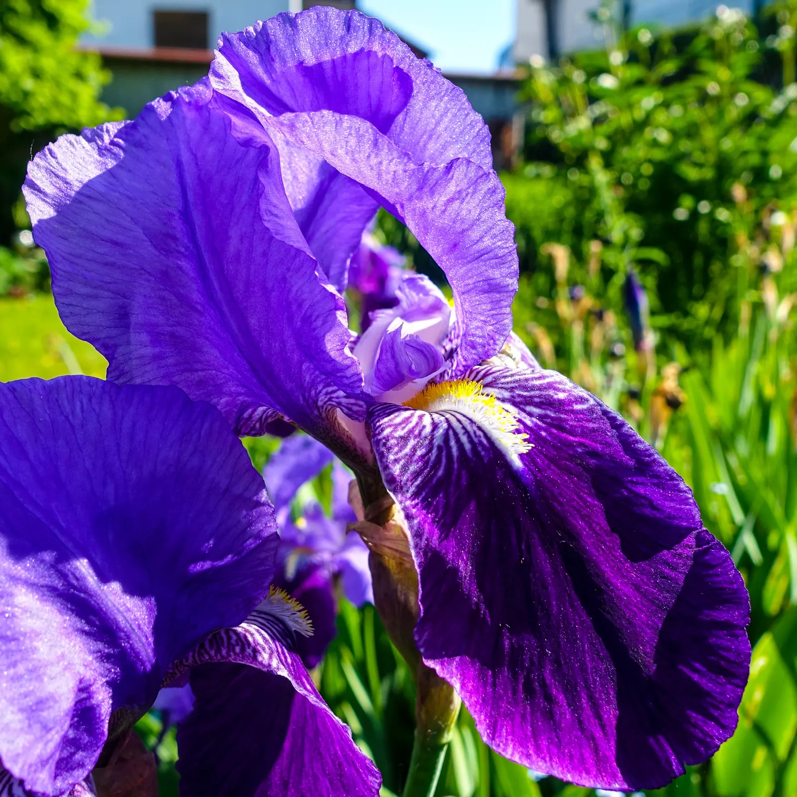 Bearded Iris (Iris X Germanica Hybrids) — with some varieties offering a secondary bloom in late summer to fall; scientifically known as Iris x, image 87