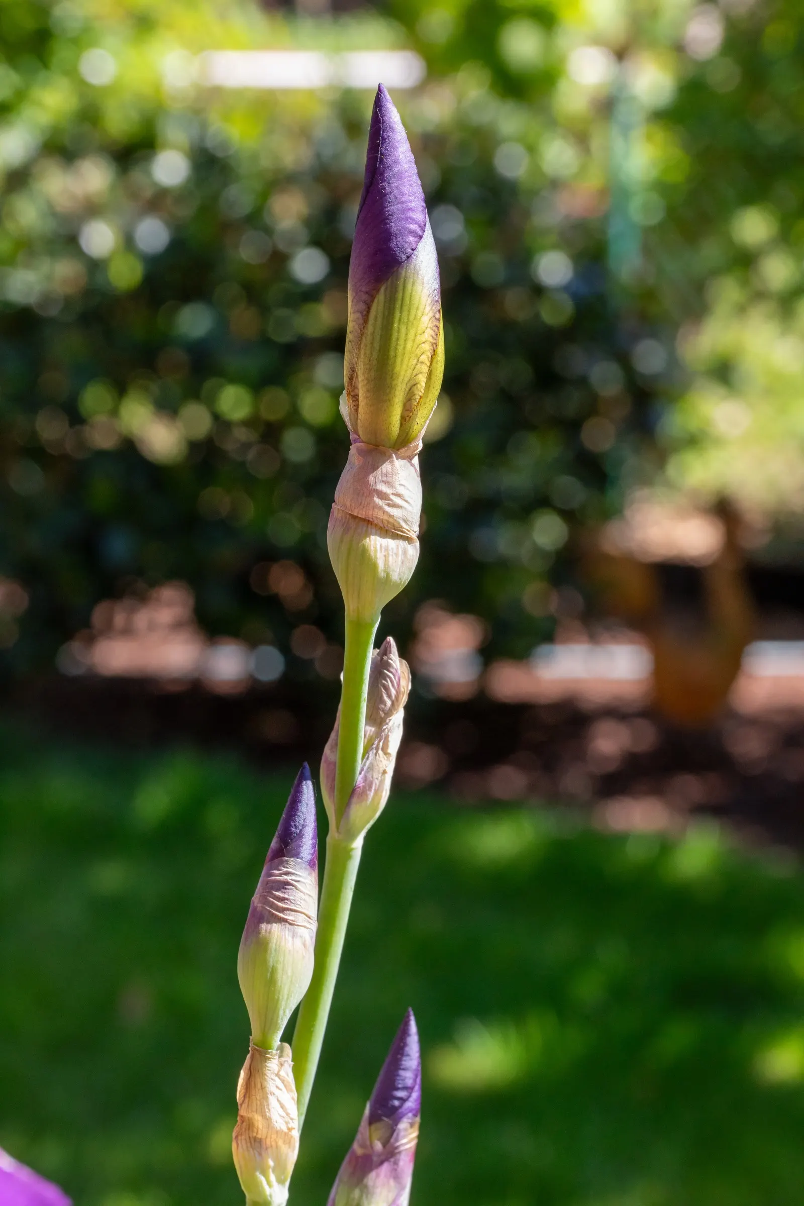 Bearded Iris (Iris X Germanica Hybrids) — sword-like foliage and elaborate; with some varieties offering a secondary bloom in late summer to fall, image 72