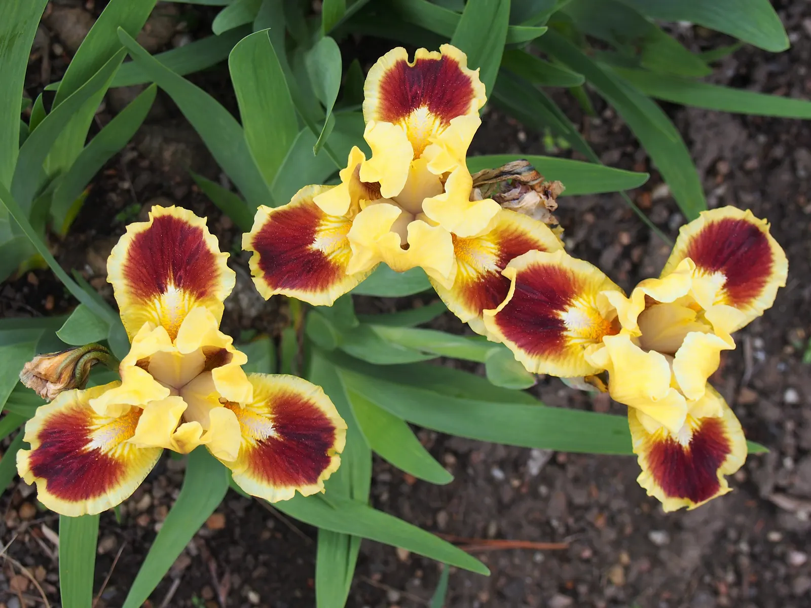 Bearded Iris (Iris X Germanica Hybrids) — This perennial features lush; requiring a minimum of six hours of direct sunlight a day to bloom profusely, image 163