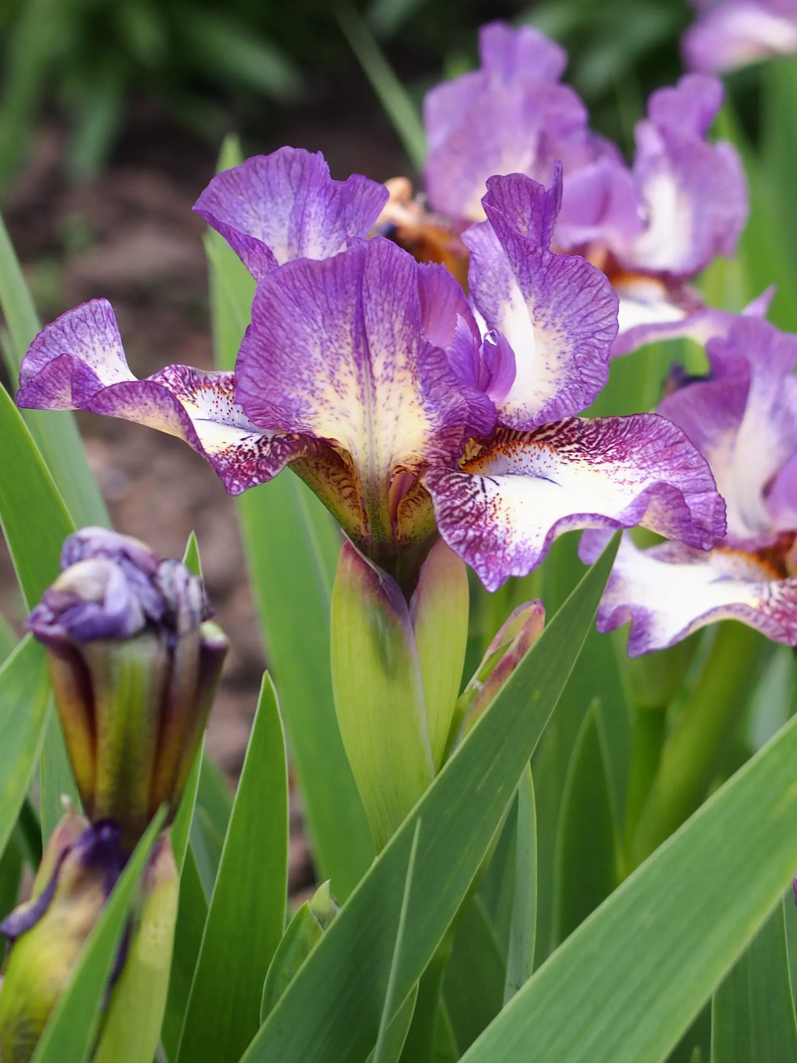 Bearded Iris (Iris X Germanica Hybrids) — <br><br>Bearded Irises are also relatively drought-tolerant once established; the Bearded Iris flourishes, image 84