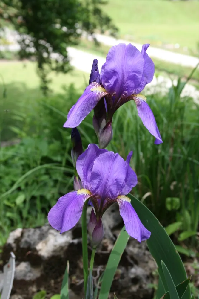 Bearded Iris (Iris X Germanica Hybrids) — yellow flowers in the garden; blooming in late spring, they provide a stunning focal point, image 113