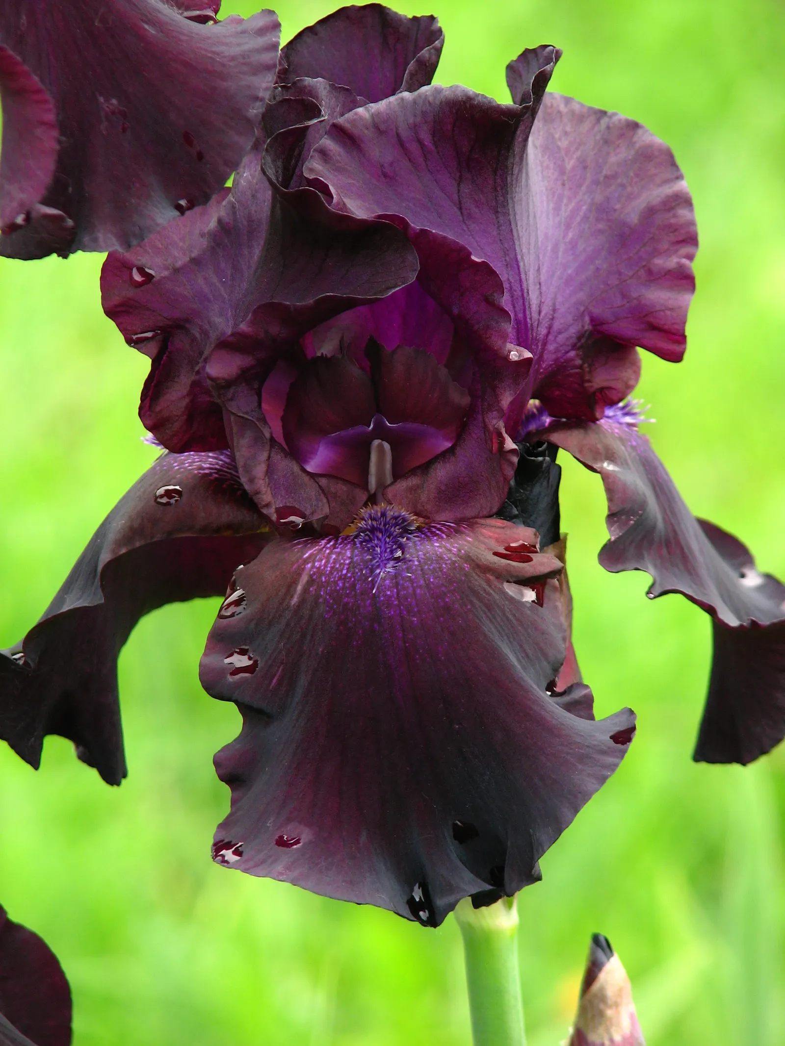 Bearded Iris (Iris X Germanica Hybrids) — ruffled flowers that span up to 6 inches across
