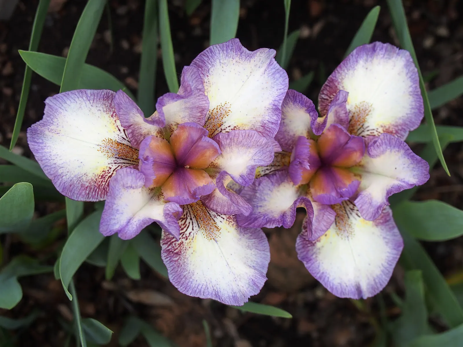 Bearded Iris (Iris X Germanica Hybrids) — Bearded Irises are an outstanding addition to a garden where form and function are desired in equal, image 181