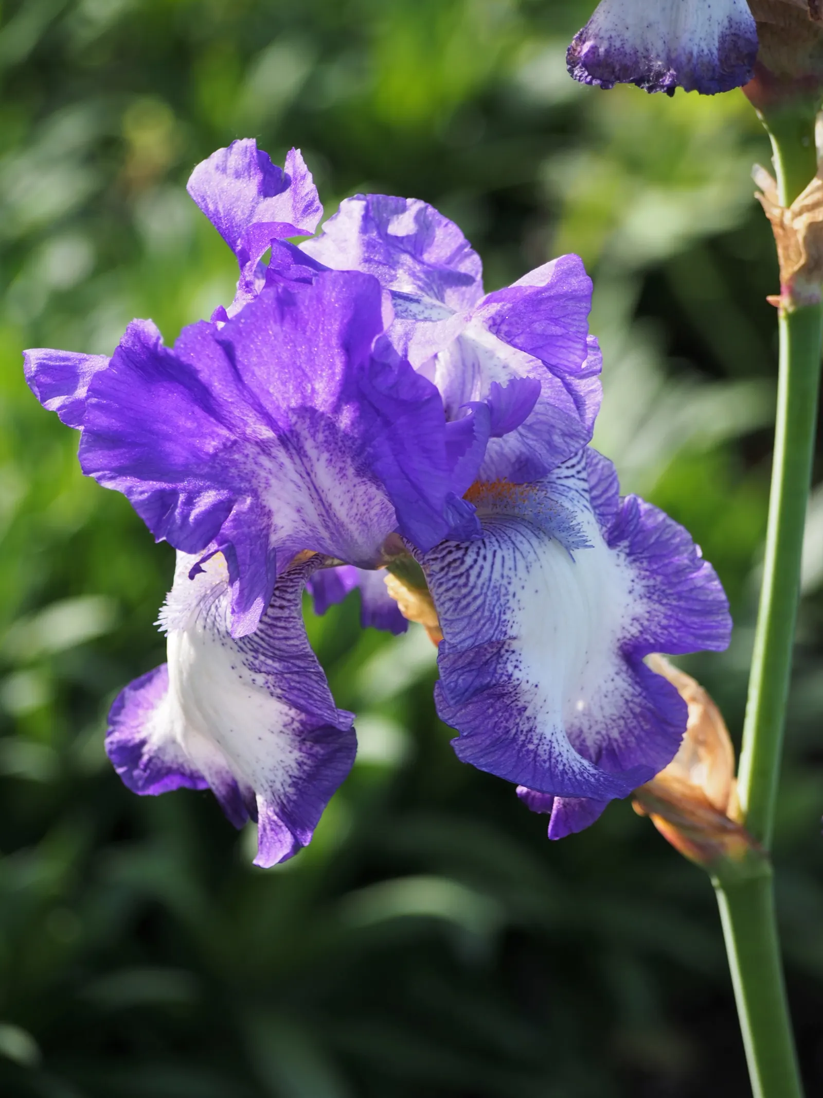 Bearded Iris (Iris X Germanica Hybrids) — the Bearded Iris flourishes in full sun exposure; yellow flowers in the garden, image 125