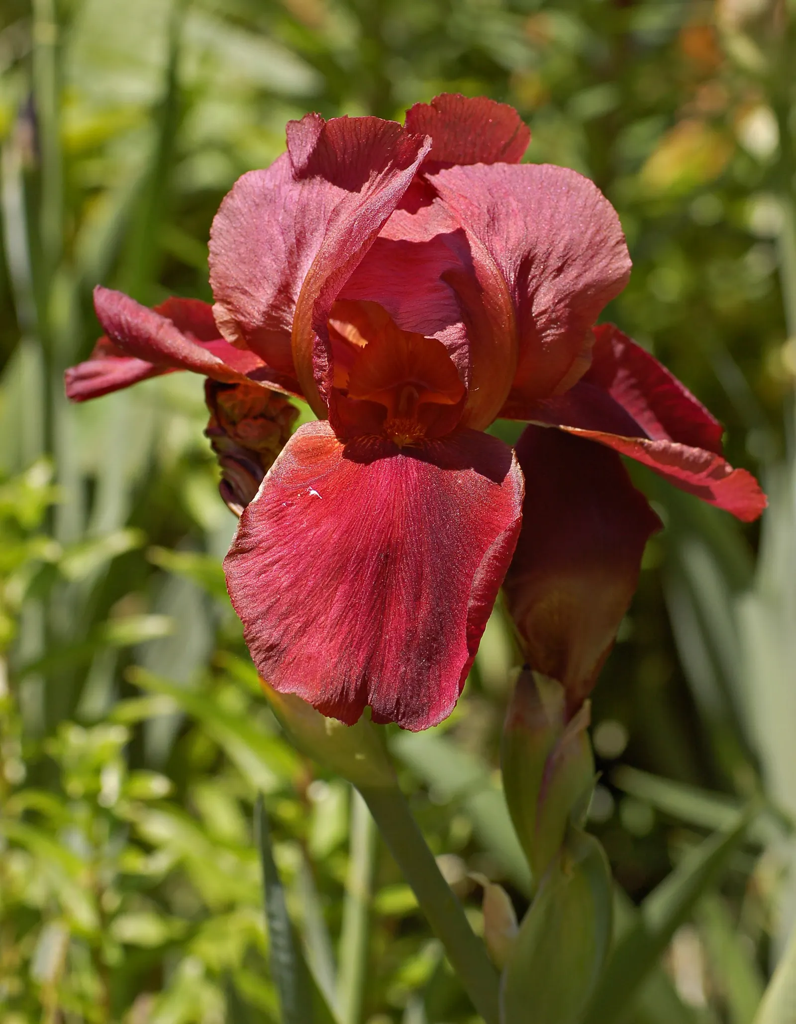 Bearded Iris (Iris X Germanica Hybrids) — Blooming in late spring, they provide a stunning focal point; although consistent moisture is important, image 75