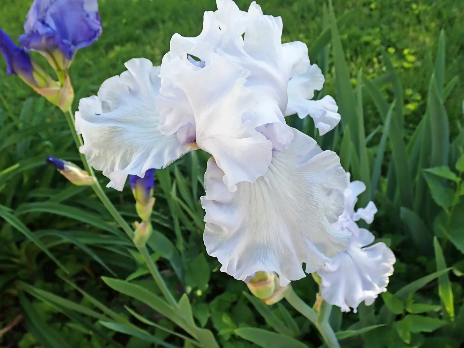 Bearded Iris (Iris X Germanica Hybrids) — yellow flowers in the garden; blooming in late spring, they provide a stunning focal point, image 159