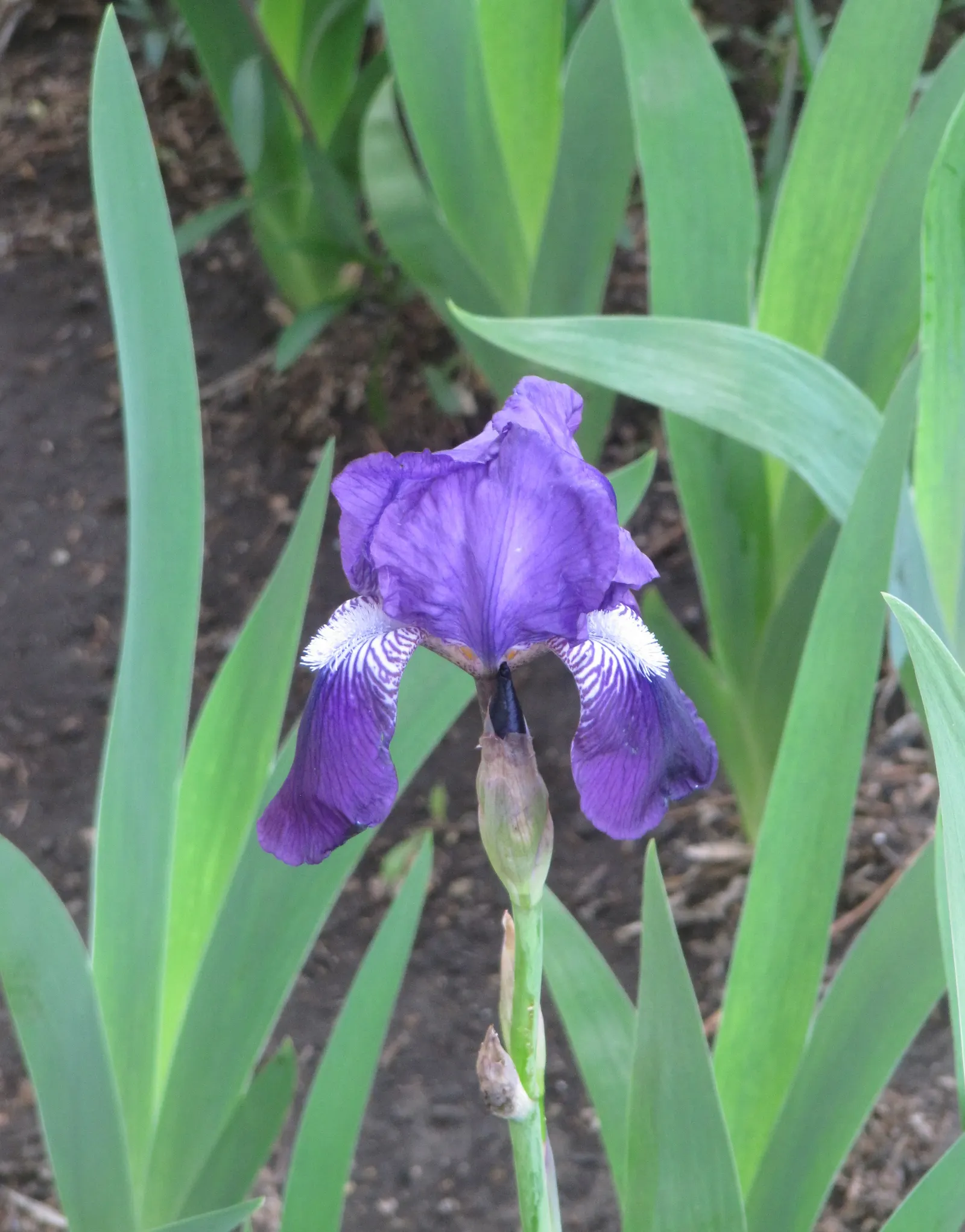 Bearded Iris (Iris X Germanica Hybrids) — the Bearded Iris flourishes in full sun exposure; yellow flowers in the garden