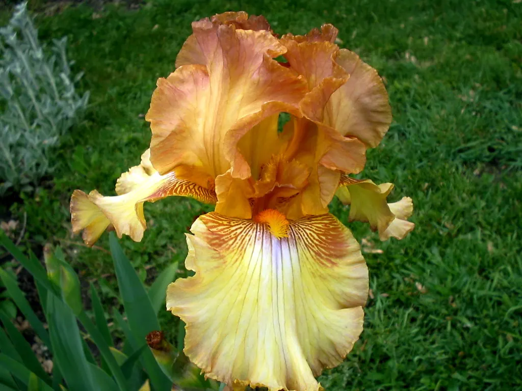 Bearded Iris (Iris X Germanica Hybrids) — with some varieties offering a secondary bloom in late summer to fall; scientifically known as Iris x germanica