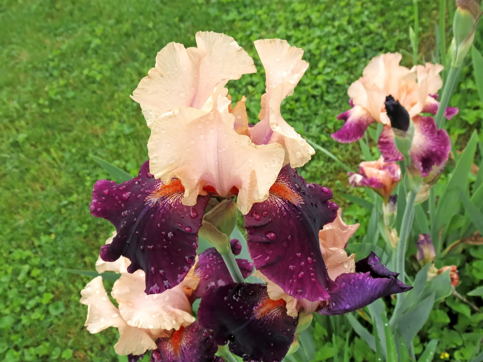 Bearded Iris (Iris X Germanica Hybrids) — they make splendid borders or accent plants; sword-like foliage and elaborate