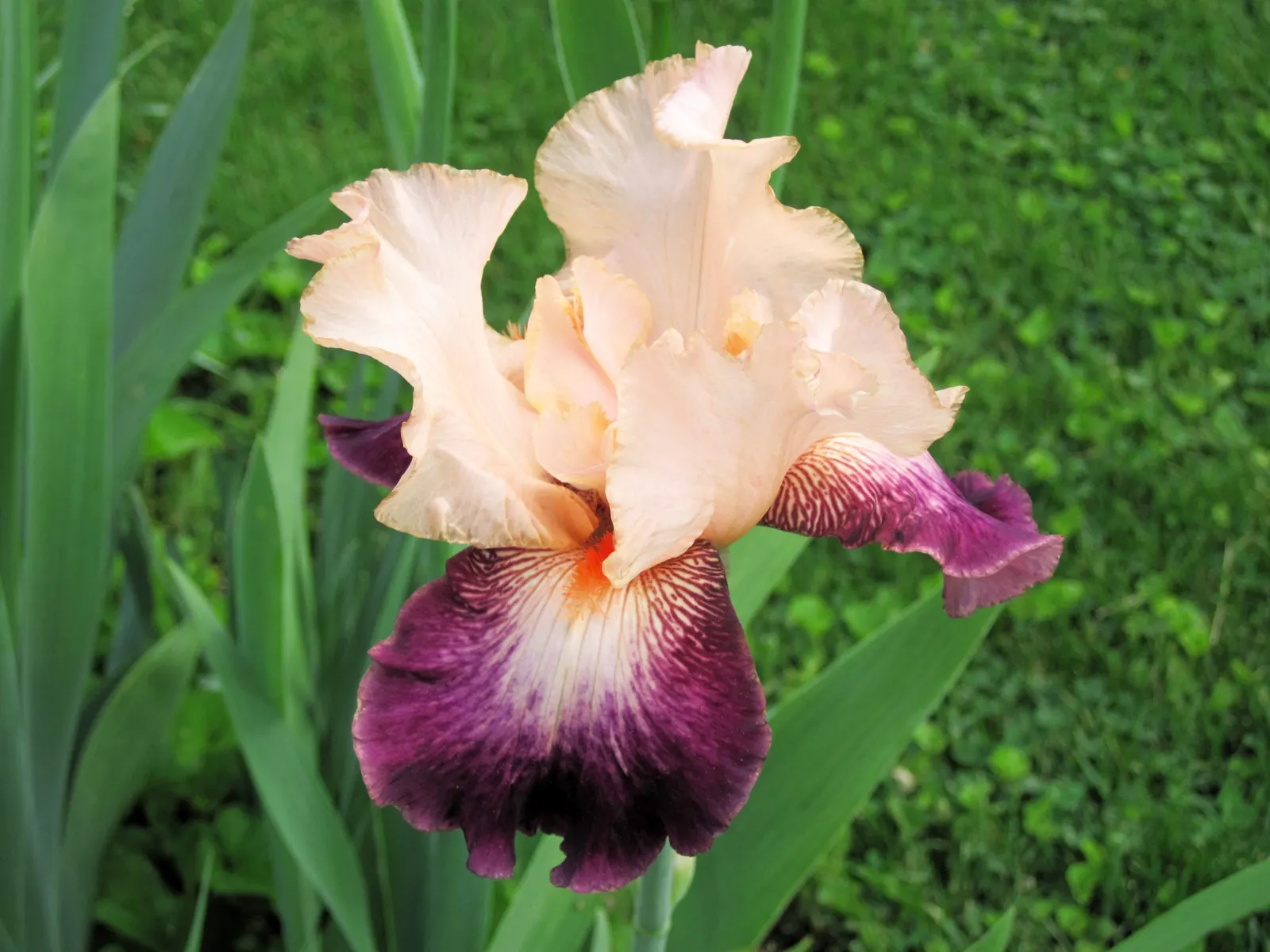 Bearded Iris (Iris X Germanica Hybrids) — ruffled flowers that span up to 6 inches across; this perennial features lush, image 119