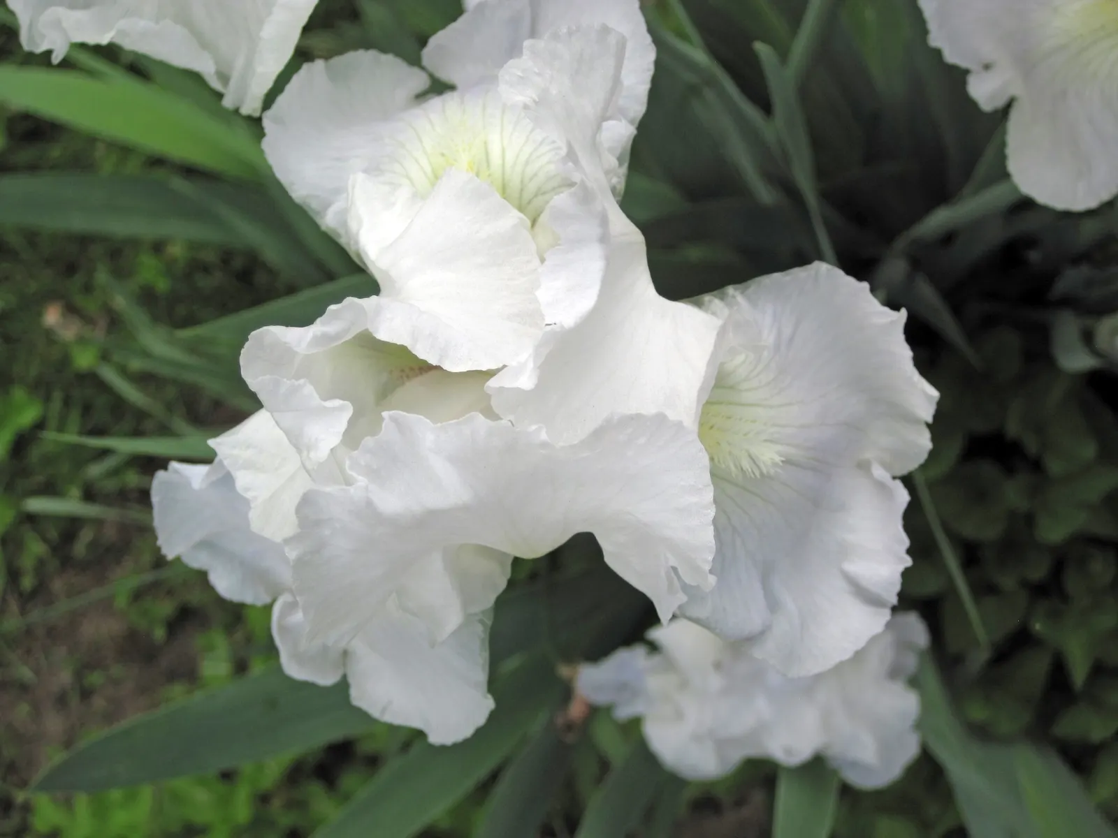 Bearded Iris (Iris X Germanica Hybrids) — yellow flowers in the garden; blooming in late spring, they provide a stunning focal point, image 67
