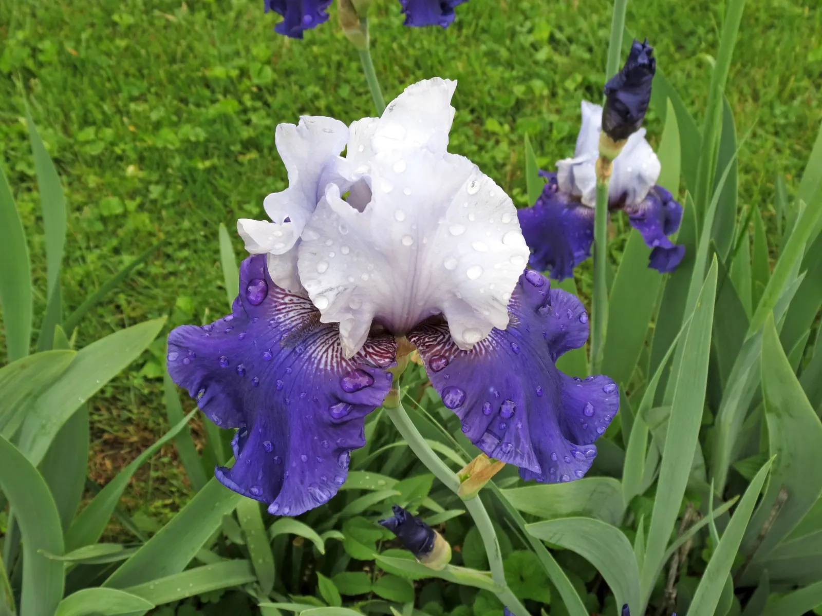 Bearded Iris (Iris X Germanica Hybrids) — yellow flowers in the garden