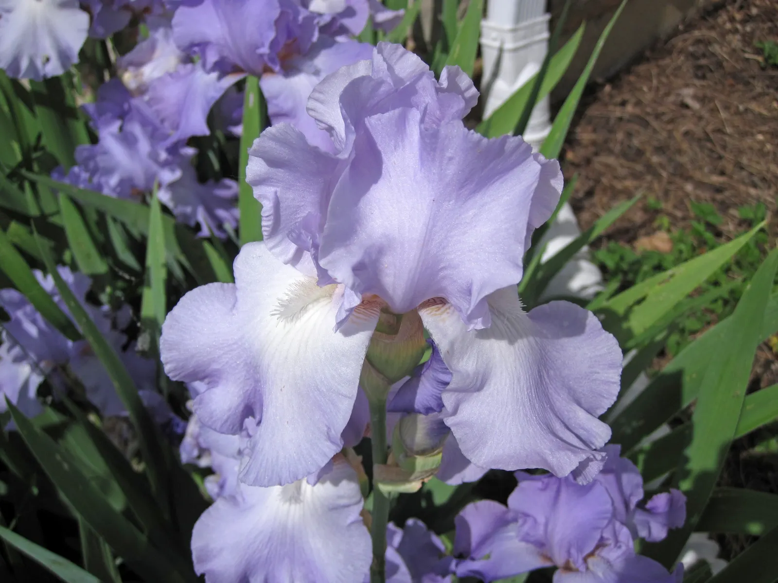 Bearded Iris (Iris X Germanica Hybrids) — They bloom mainly in late spring to early summer; bearded Iris (Iris x germanica Hybrids) graces gardens, image 178