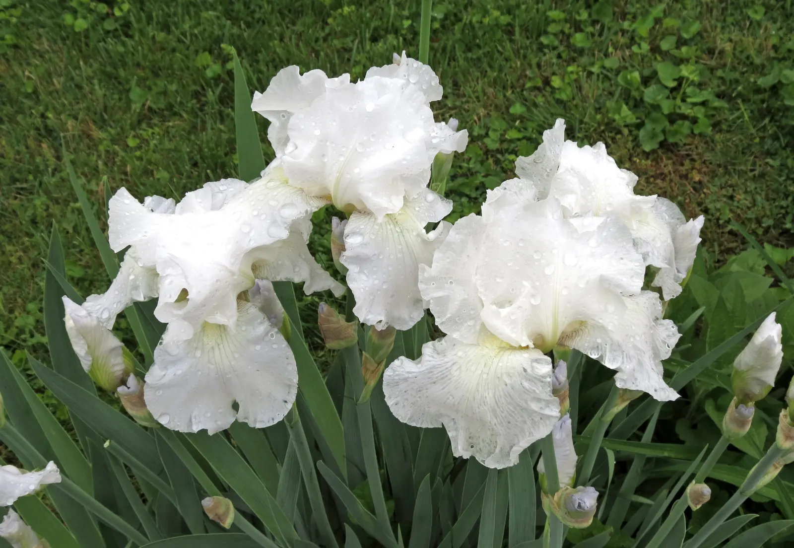 Bearded Iris (Iris X Germanica Hybrids) — perennial for full or half; bearded Irises are an outstanding addition to a garden where form and, image 69