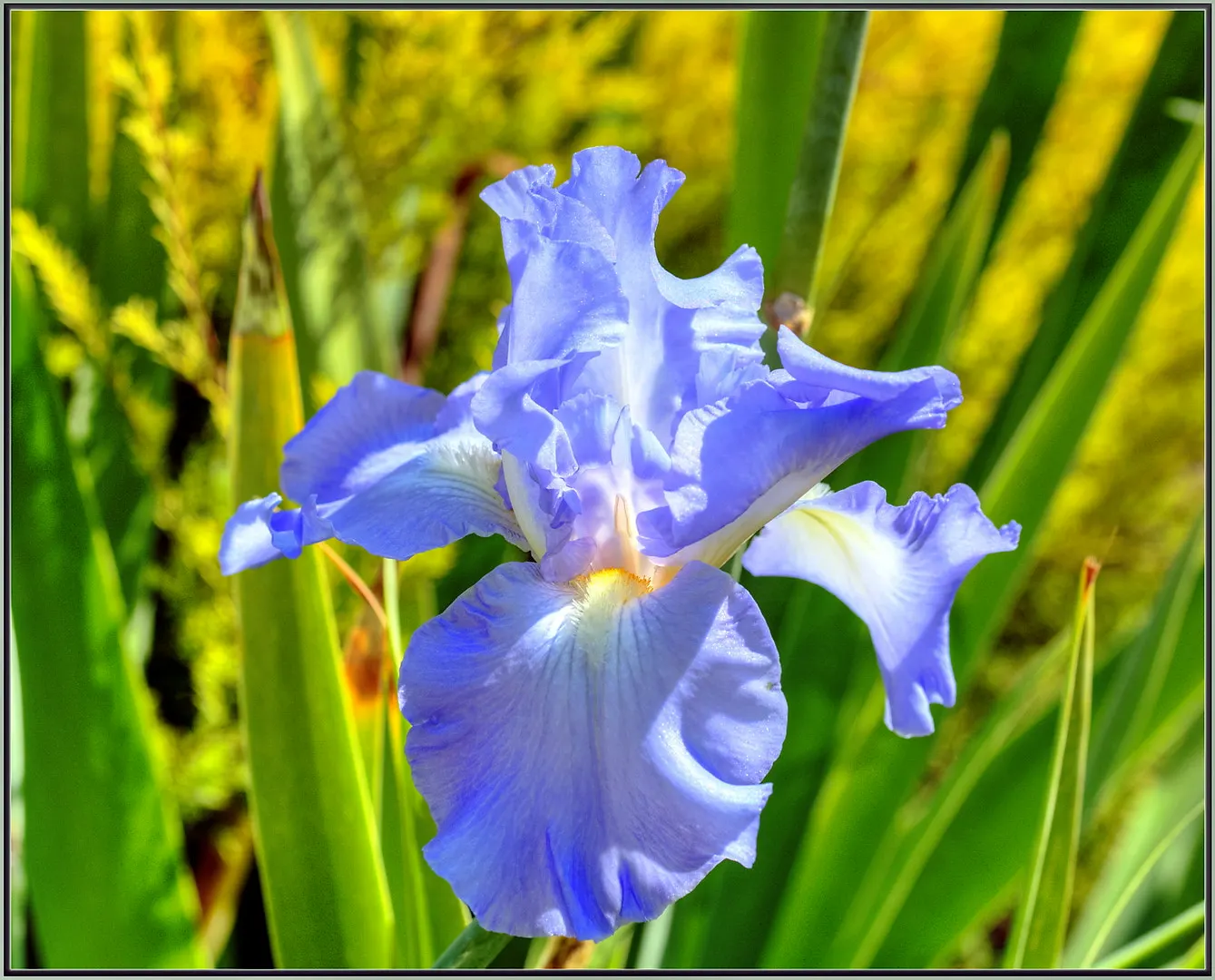 Bearded Iris (Iris X Germanica Hybrids) — the Bearded Iris flourishes in full sun exposure; yellow flowers in the garden, image 171