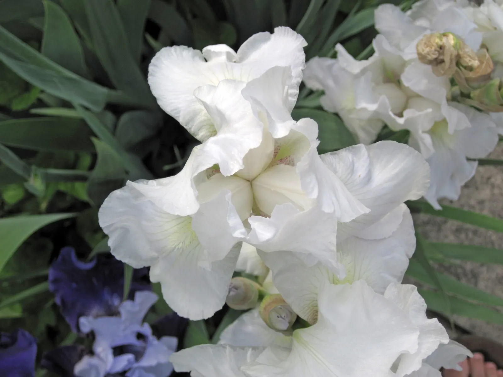 Bearded Iris (Iris X Germanica Hybrids) — Bearded Irises are an outstanding addition to a garden where form and function are desired in equal, image 135
