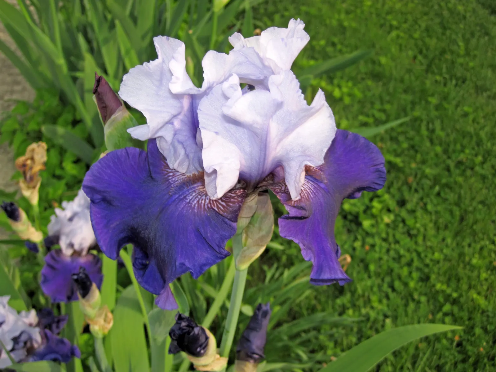Bearded Iris (Iris X Germanica Hybrids) — sword-like foliage and elaborate; with some varieties offering a secondary bloom in late summer to fall, image 49