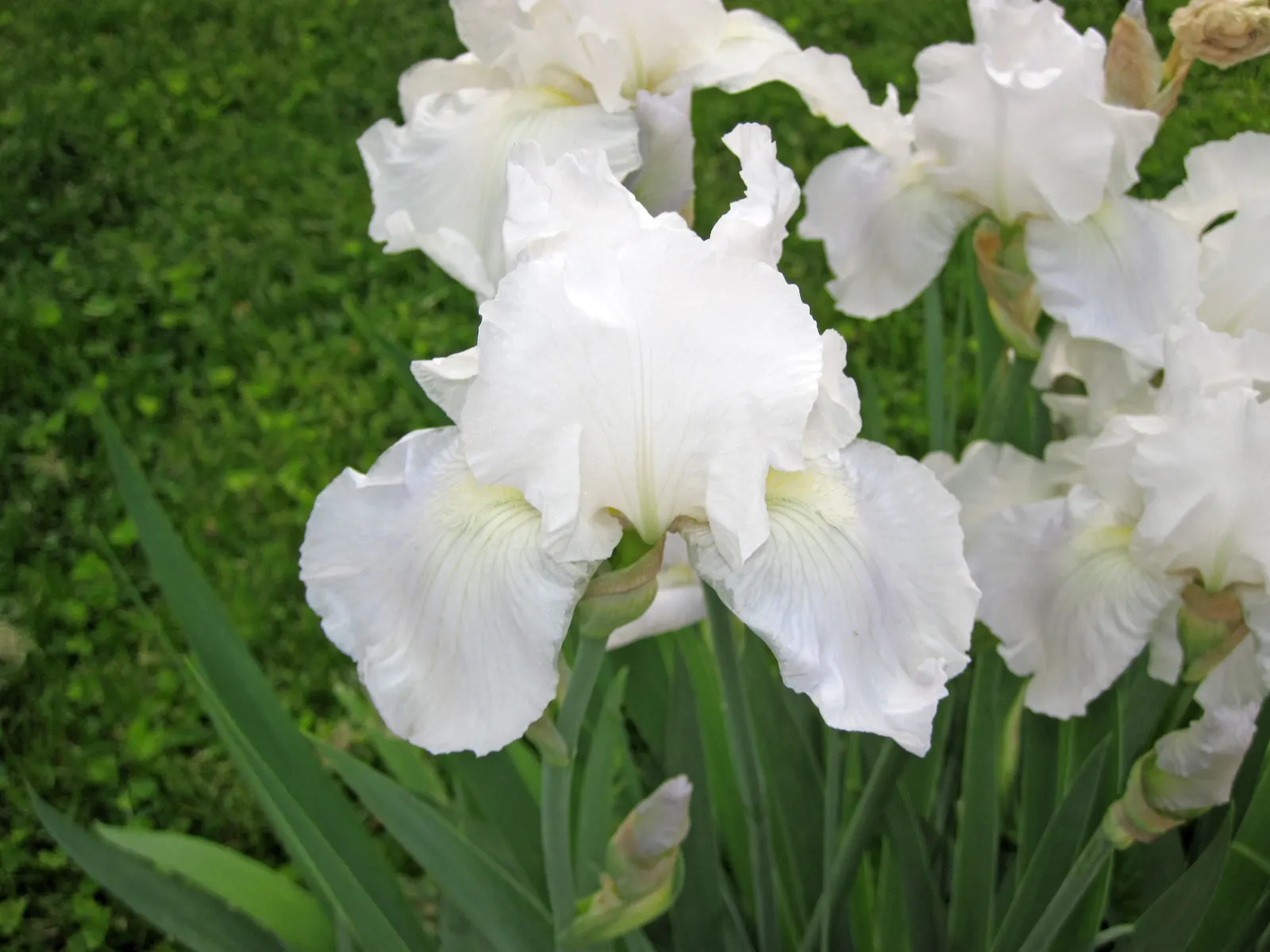 Bearded Iris (Iris X Germanica Hybrids) — transcending into whites and even bi-colors.<br><br>With a hardiness spanning USDA zones 3 through 10