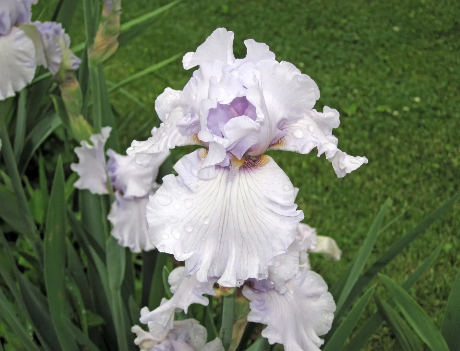 Bearded Iris (Iris X Germanica Hybrids) — Blooming in late spring, they provide a stunning focal point; although consistent moisture is important, image 167