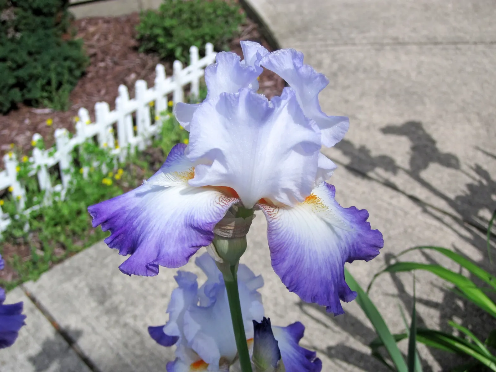 Bearded Iris (Iris X Germanica Hybrids) — This perennial features lush; requiring a minimum of six hours of direct sunlight a day to bloom profusely, image 48