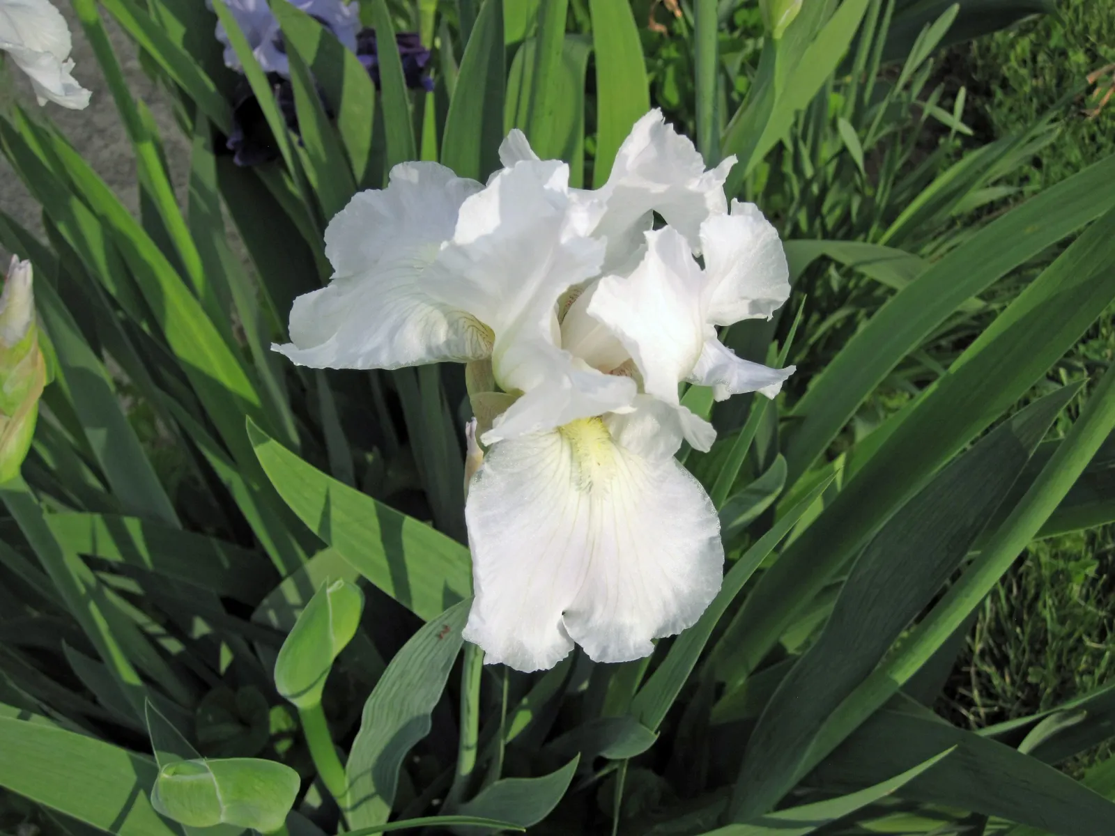 Bearded Iris (Iris X Germanica Hybrids) — although consistent moisture is important during the blooming season; they bloom mainly in late spring to, image 200