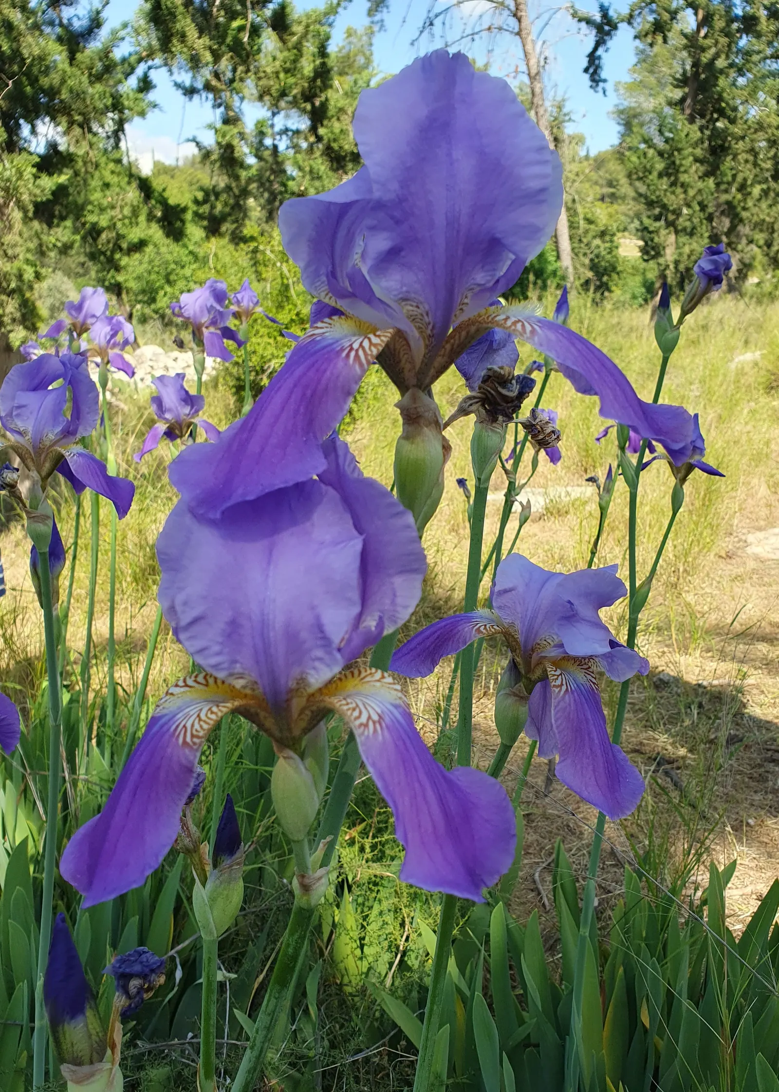Bearded Iris (Iris X Germanica Hybrids) — This perennial features lush; requiring a minimum of six hours of direct sunlight a day to bloom profusely, image 94
