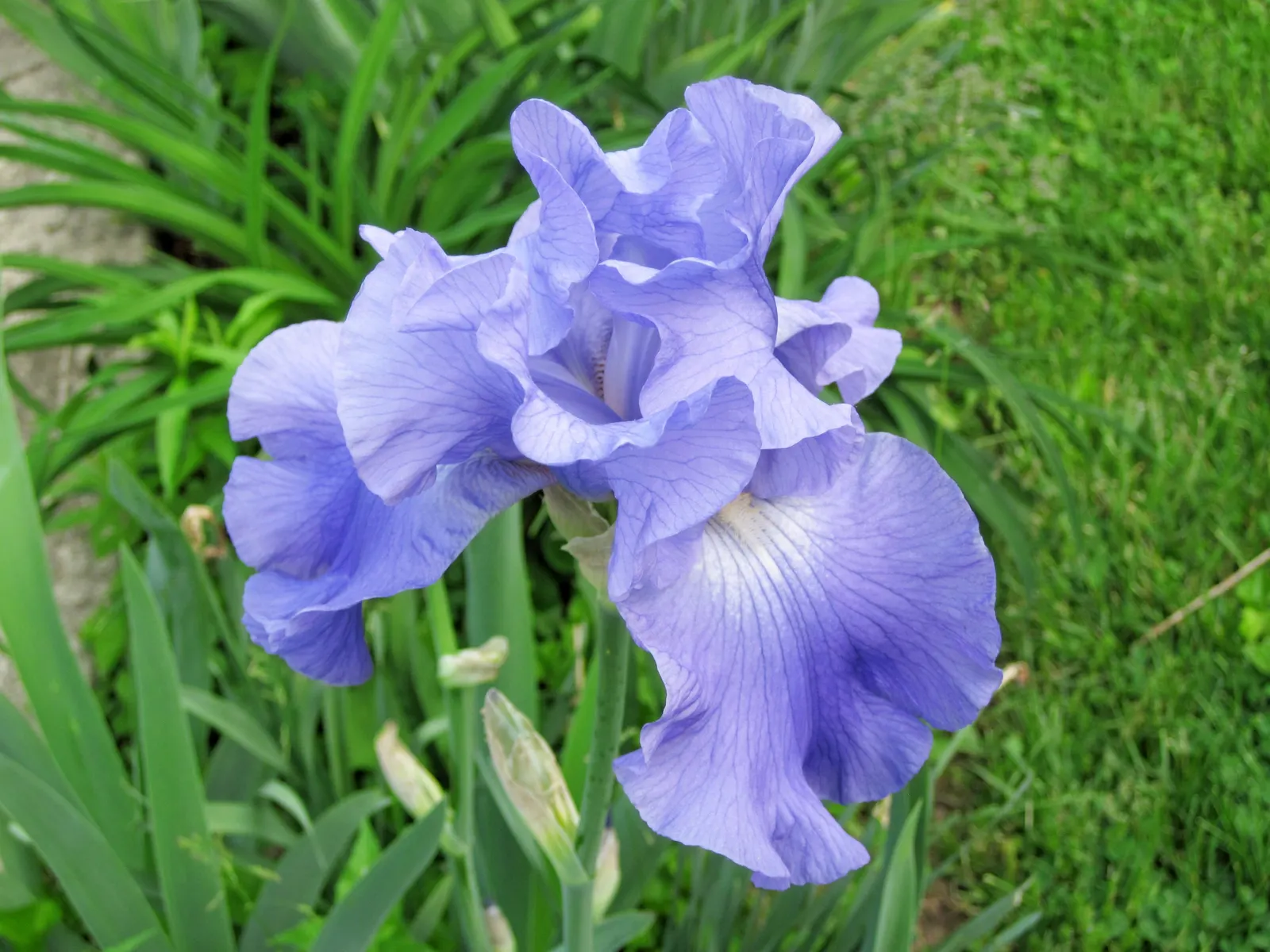 Bearded Iris (Iris X Germanica Hybrids) — yellow flowers in the garden; blooming in late spring, they provide a stunning focal point, image 136