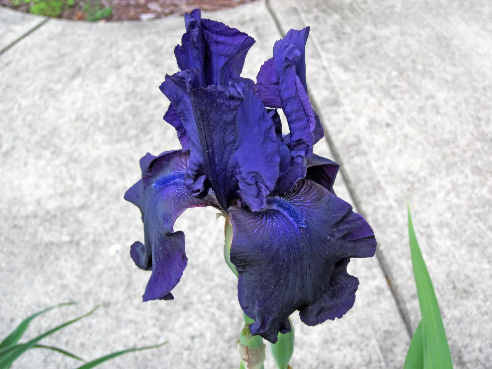 Bearded Iris (Iris X Germanica Hybrids) — <br><br>Bearded Irises are also relatively drought-tolerant once established; the Bearded Iris flourishes, image 107