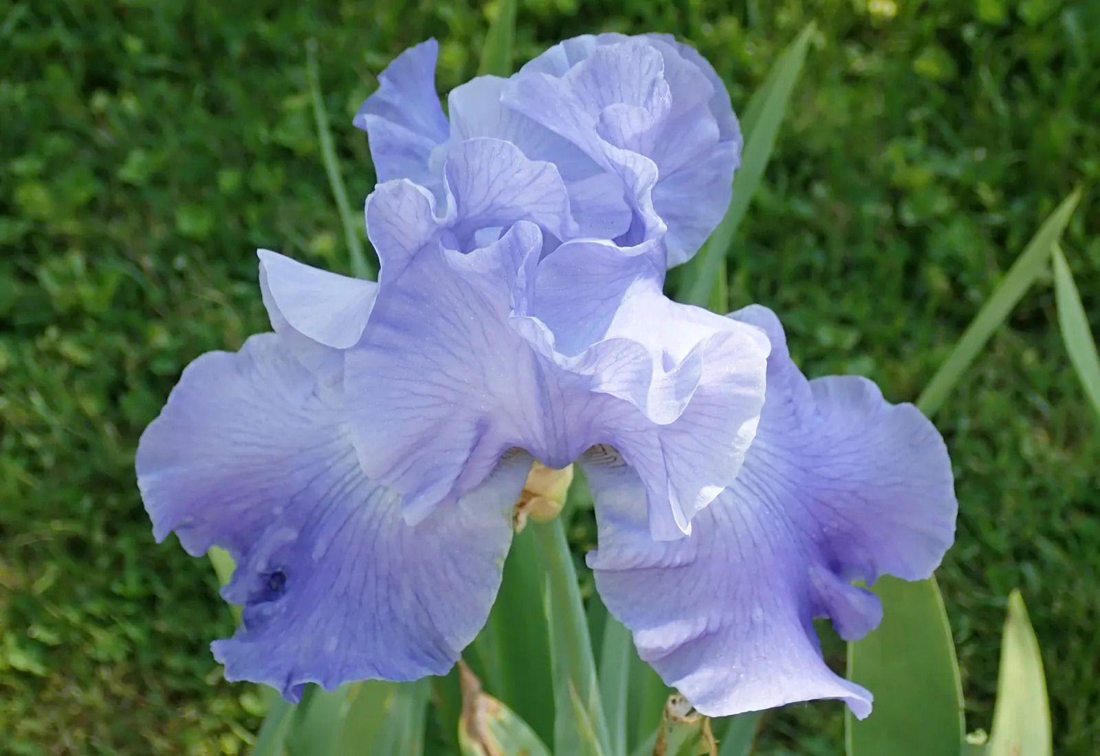 Bearded Iris (Iris X Germanica Hybrids) — Bearded Irises are an outstanding addition to a garden where form and function are desired in equal, image 112