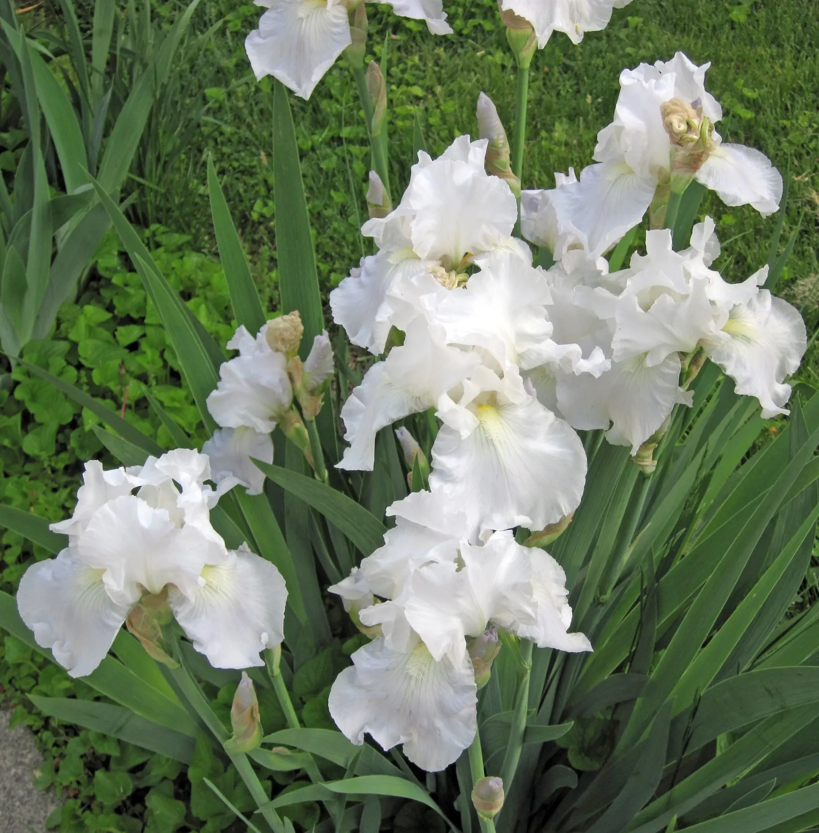Bearded Iris (Iris X Germanica Hybrids) — They prefer a well-draining soil, ideally with a neutral to slightly acidic pH, image 81