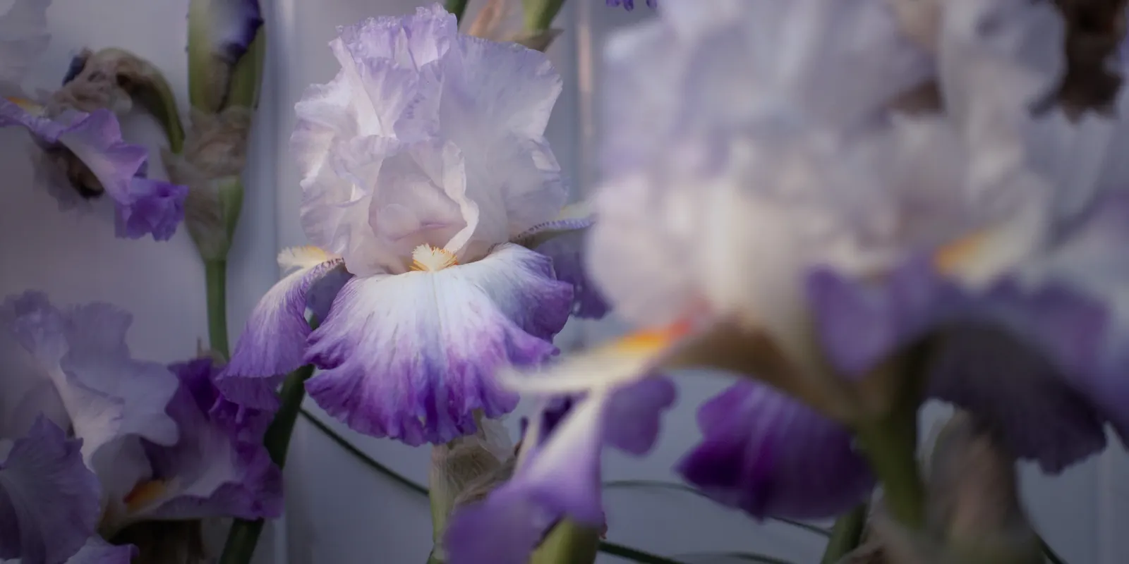 Bearded Iris (Iris X Germanica Hybrids) — they make splendid borders or accent plants; sword-like foliage and elaborate, image 152