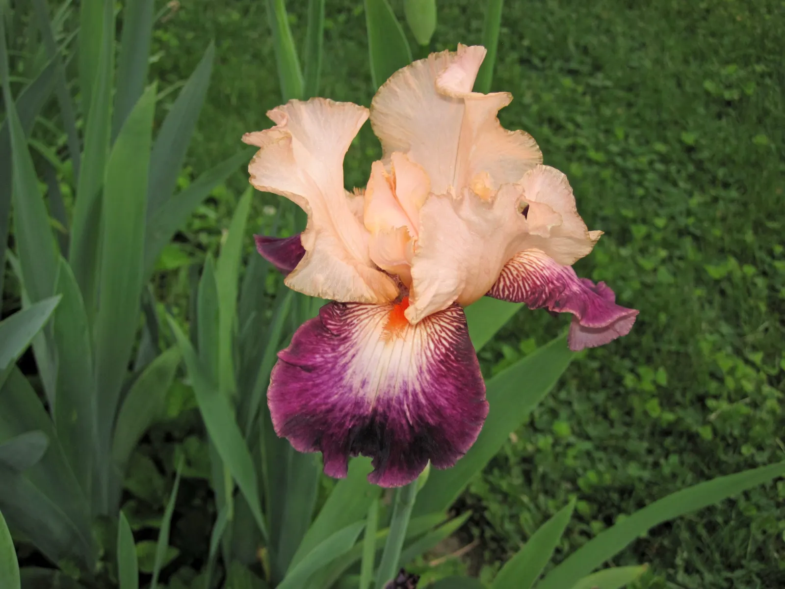 Bearded Iris (Iris X Germanica Hybrids) — Bearded Iris (Iris x germanica Hybrids) graces gardens with its striking blooms atop 18-36 inch tall, image 93
