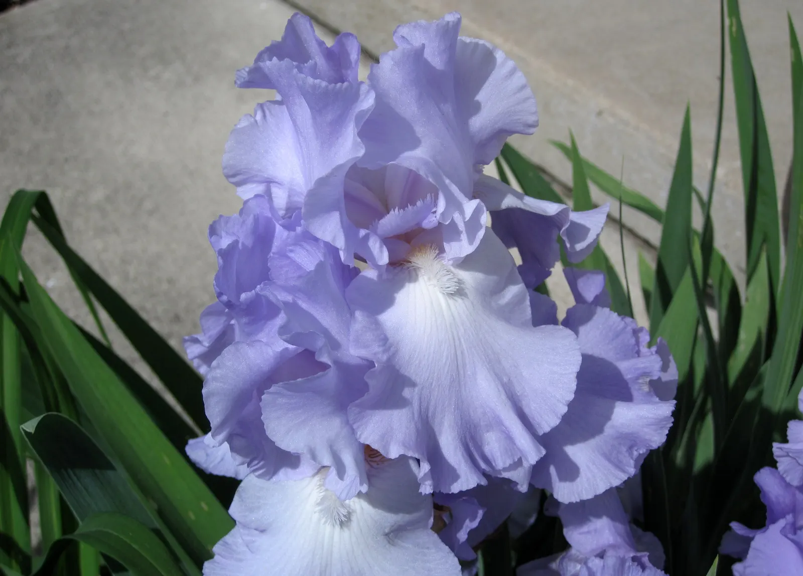 Bearded Iris (Iris X Germanica Hybrids) — although consistent moisture is important during the blooming season; they bloom mainly in late spring to, image 177