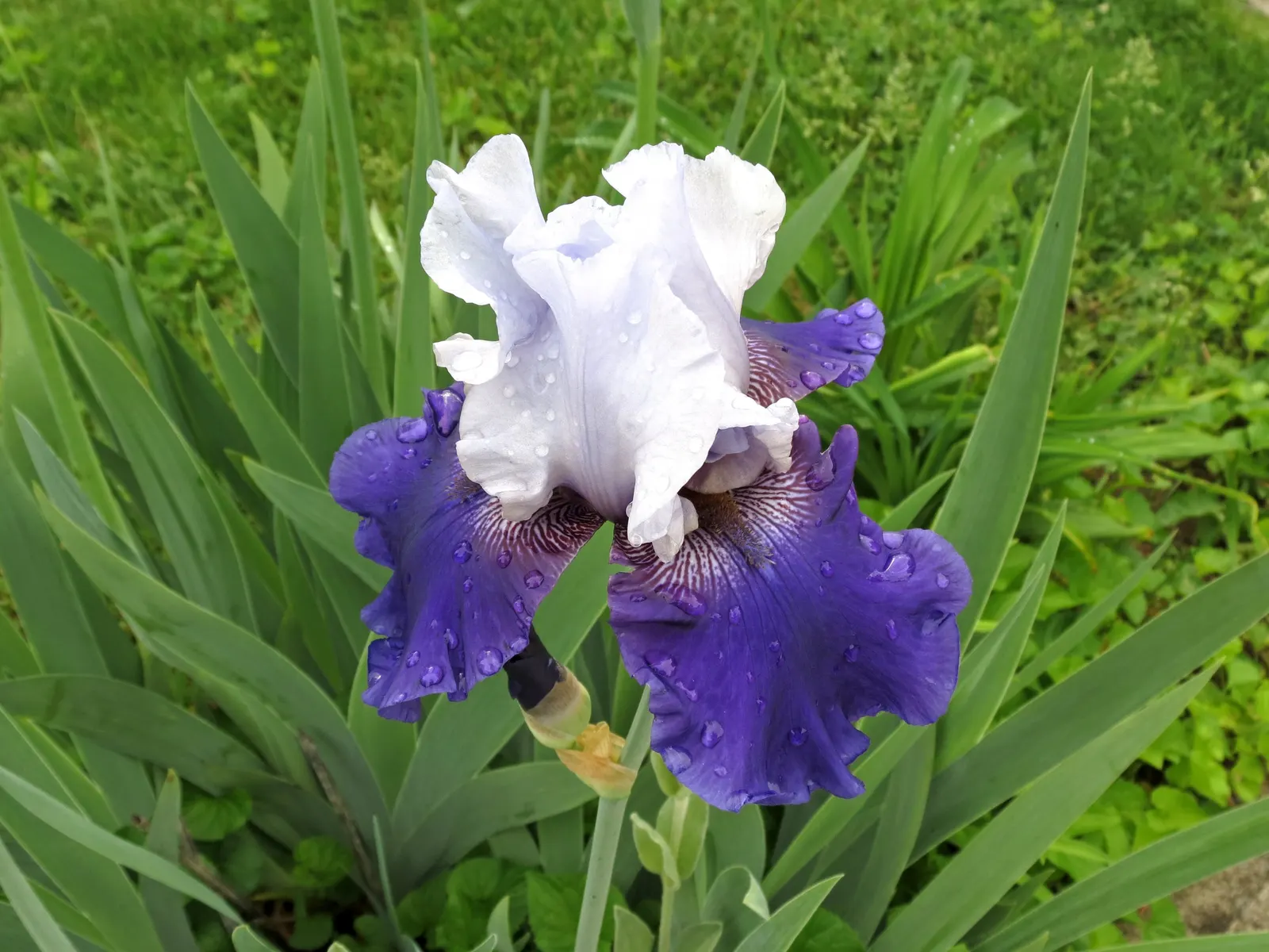 Bearded Iris (Iris X Germanica Hybrids) — Zones 3-9 are ideal for cultivation; perennial for full or half, image 122