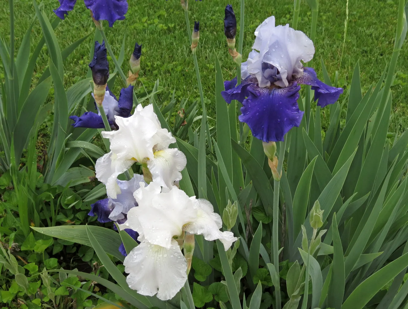 Bearded Iris (Iris X Germanica Hybrids) — Blooming in late spring, they provide a stunning focal point; although consistent moisture is important, image 52