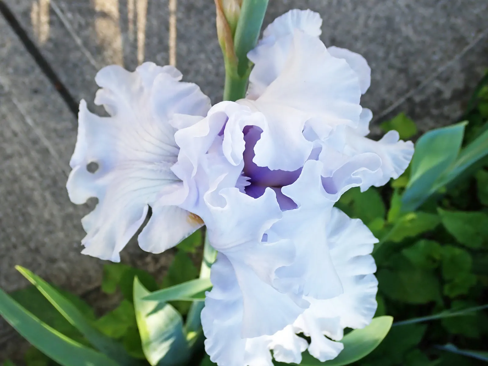 Bearded Iris (Iris X Germanica Hybrids) — Available in a wide color palette, they thrive in full sun to partial shade in well-drained soil, image 74