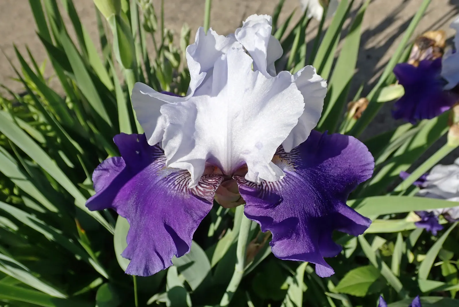 Bearded Iris (Iris X Germanica Hybrids) — <br><br>Bearded Irises are also relatively drought-tolerant once established; the Bearded Iris flourishes in full sun