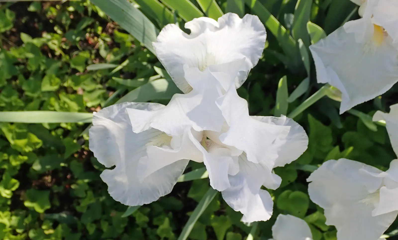 Bearded Iris (Iris X Germanica Hybrids) — Bearded Iris (Iris x germanica Hybrids) graces gardens with its striking blooms atop 18-36 inch tall stalks