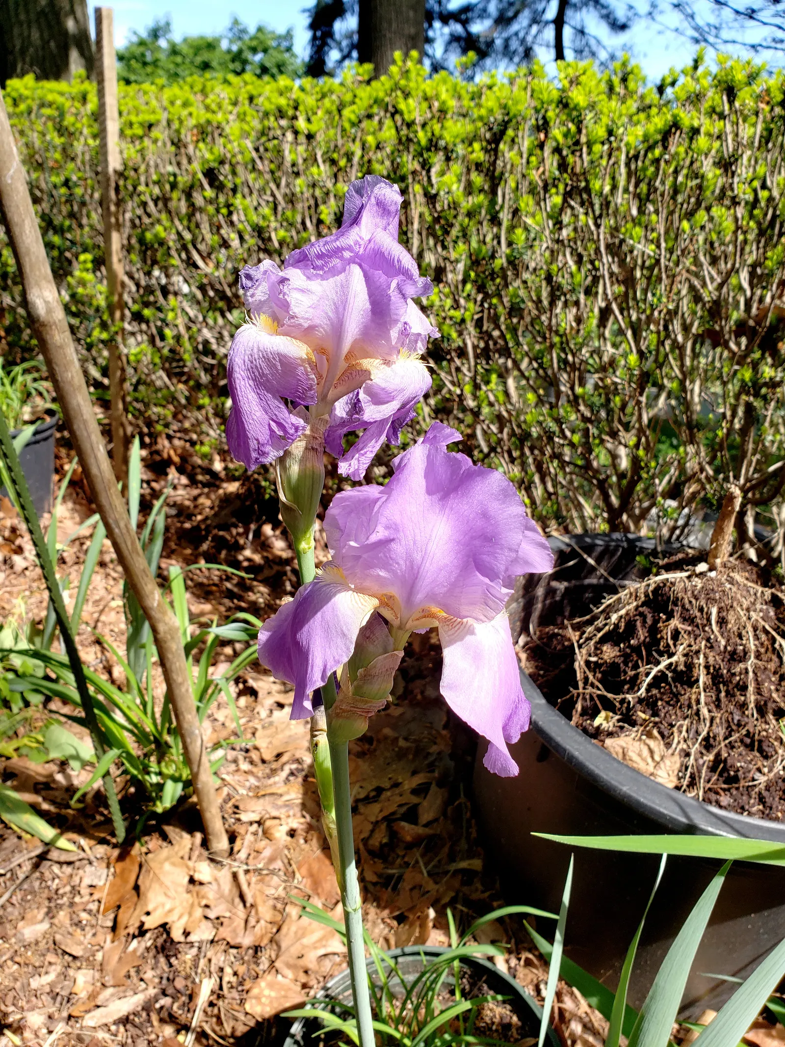 Bearded Iris (Iris X Germanica Hybrids) — transcending into whites and even bi-colors.<br><br>With a hardiness spanning USDA zones 3 through 10, image 147